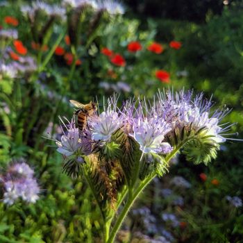 Biene auf Phacelia-Blume