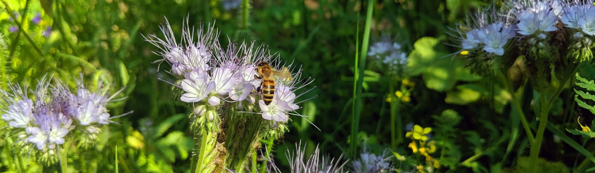Biene auf Phacelia-Blume