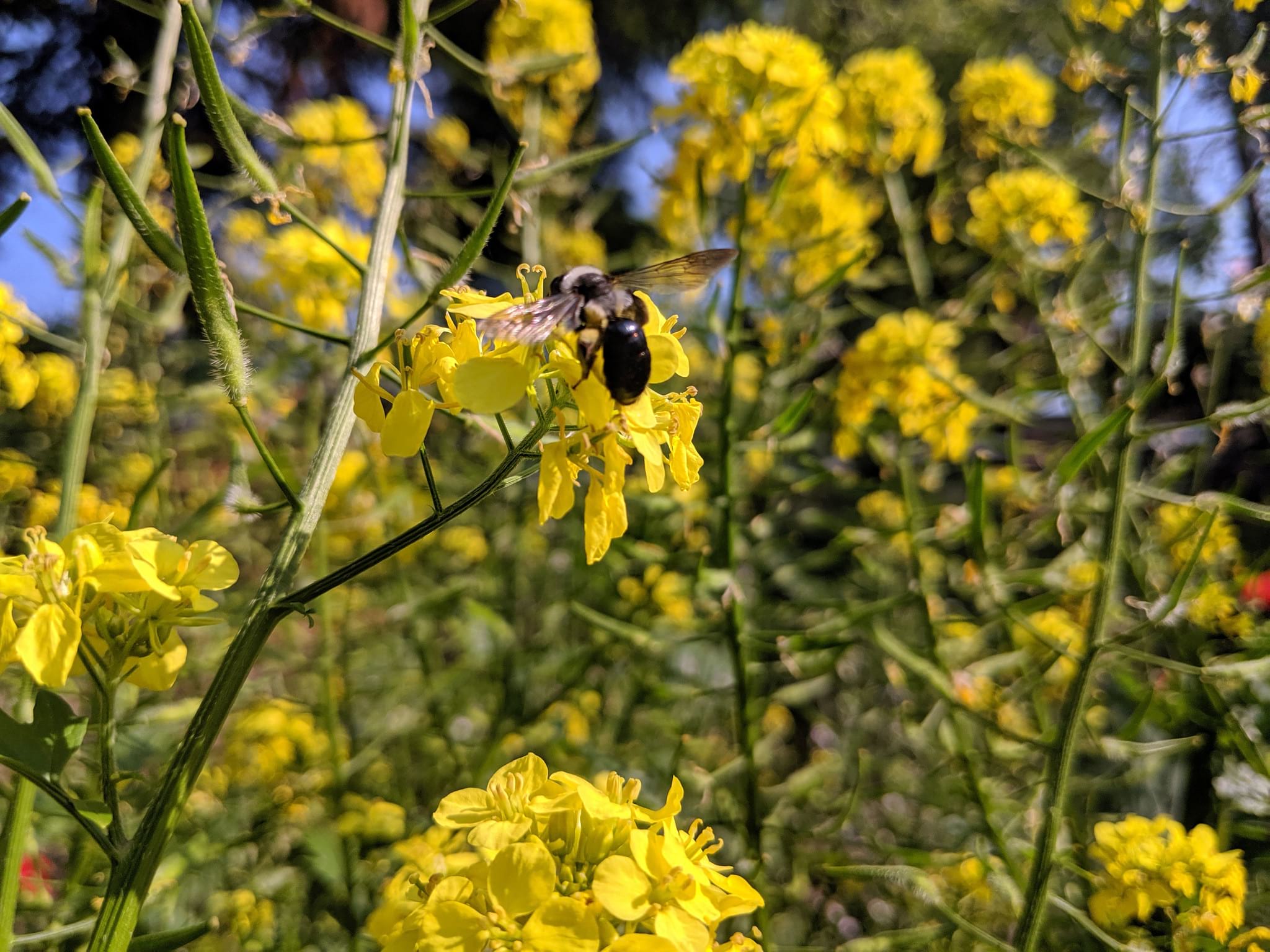 Blaue Holzbiene auf gelber Rapsblüte